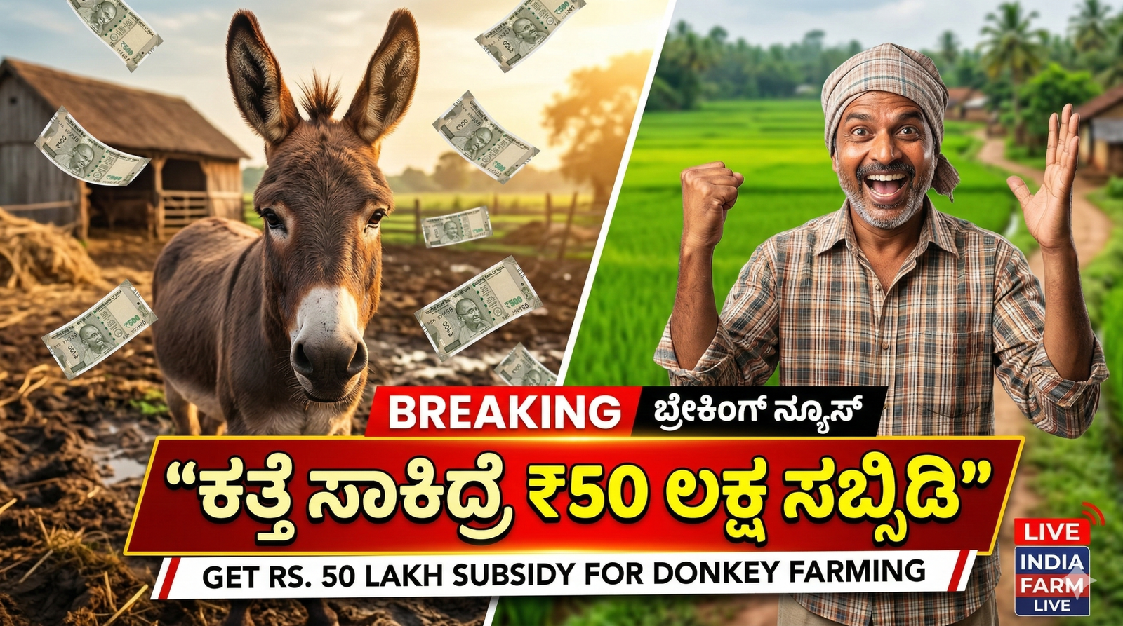 Donkey Farming Subsidy